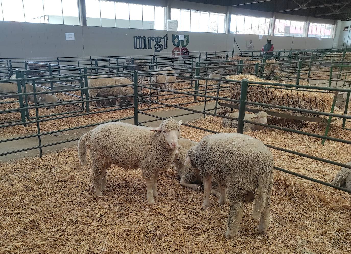 La Feria Agrogandera contará hoy con la subasta de ovino y mañana, la de vacuno