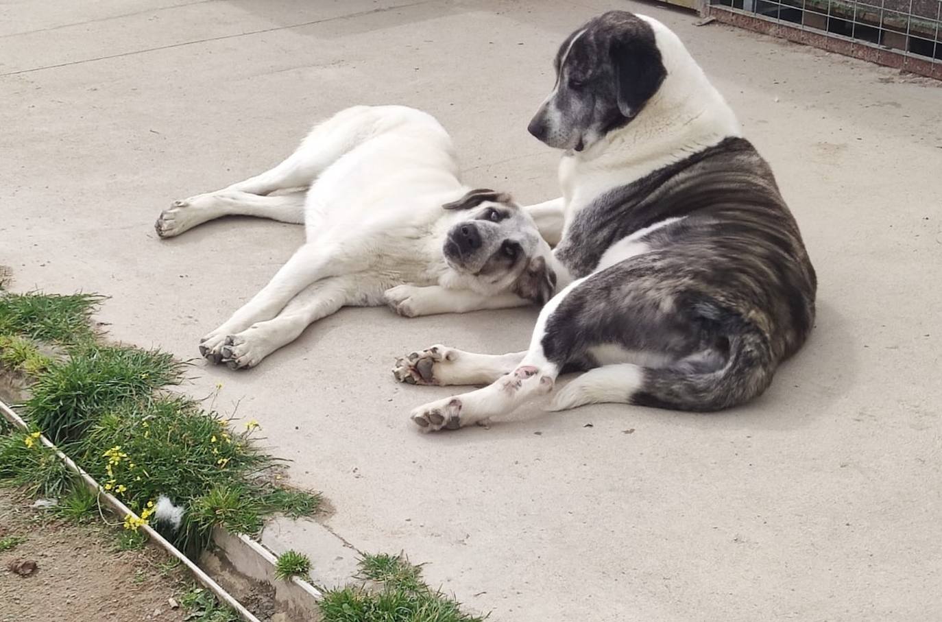 El Refugio Turgalium tiene 44 perros y 12 gatos y está lleno