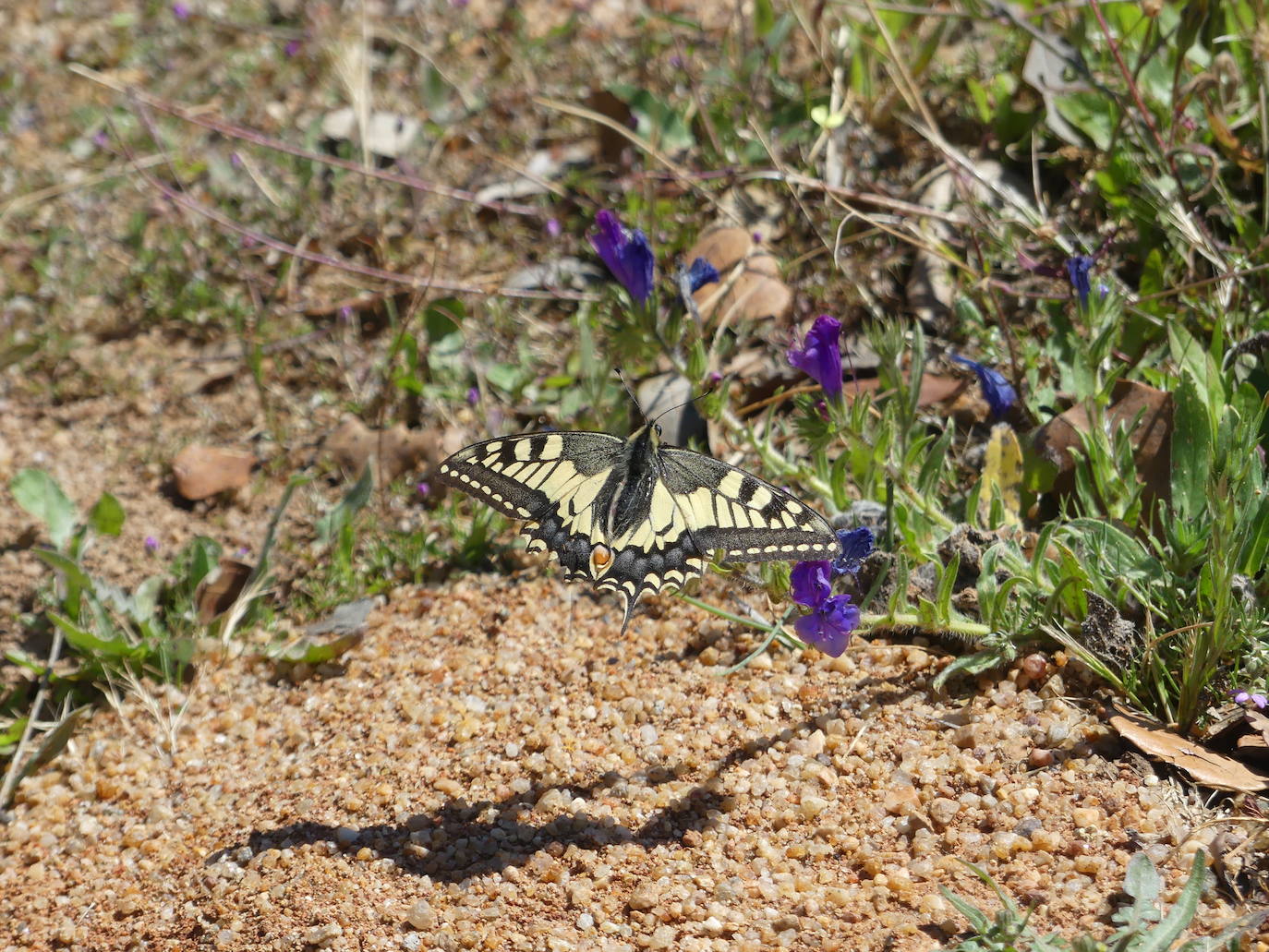 Dulcinea del Toboso, o del amor ideal como primer motor