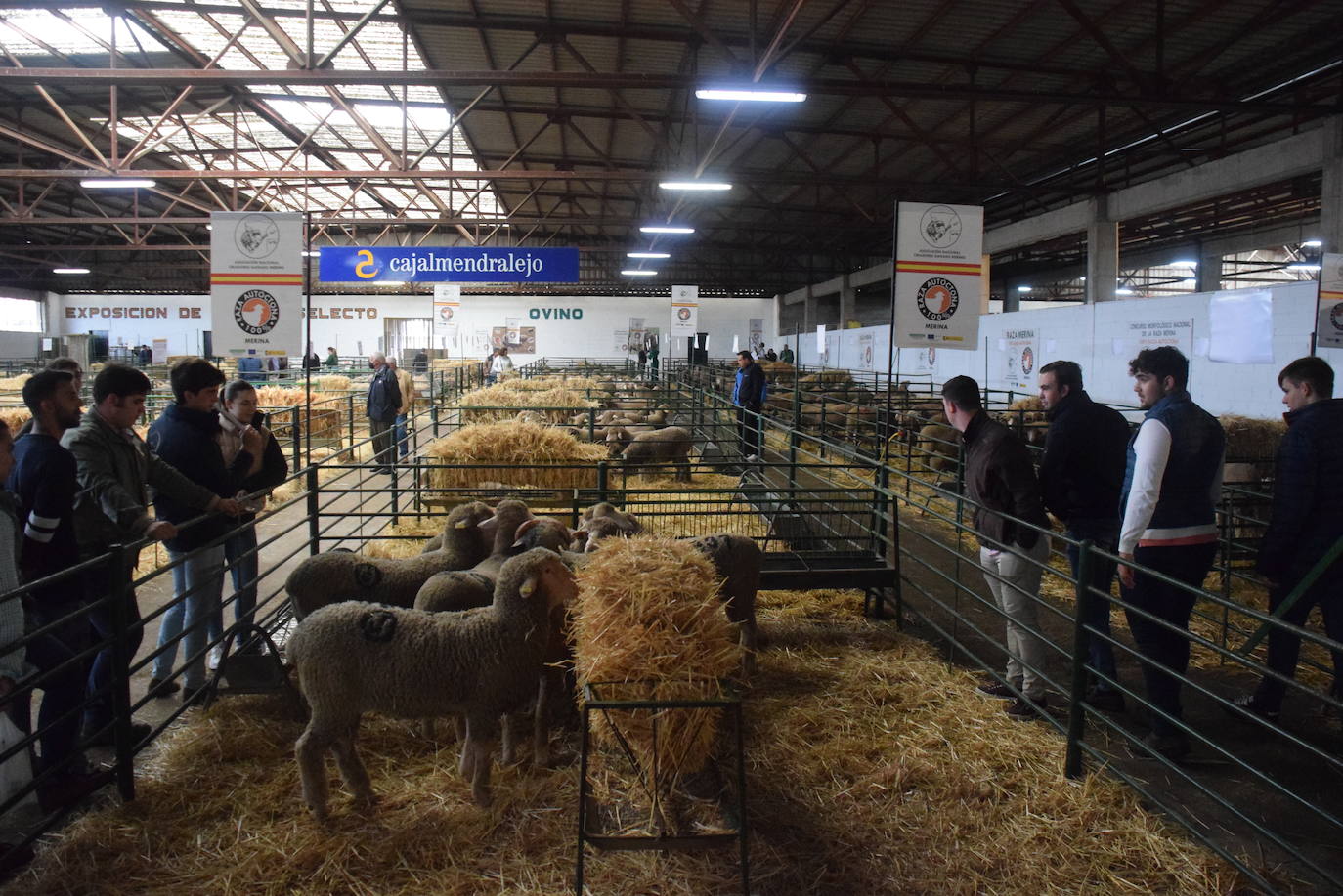 El certamen agroganadero acoge esta mañana la subasta de ganado ovino con la raza merina