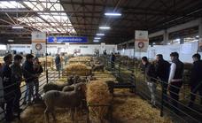 El certamen agroganadero acoge esta mañana la subasta de ganado ovino con la raza merina