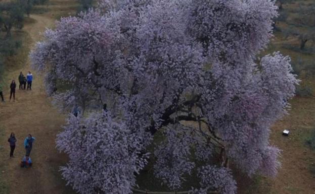 Último día para votar al Almendro Real