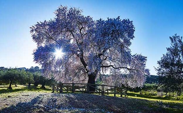 El Almendro Real finaliza tercero