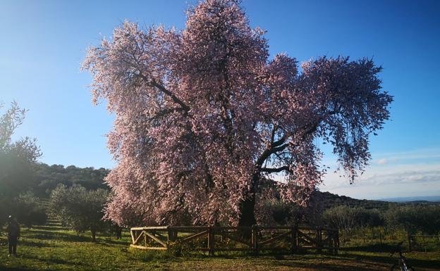 ¡¡¡Comienza el espectáculo del Almendro Real!!!
