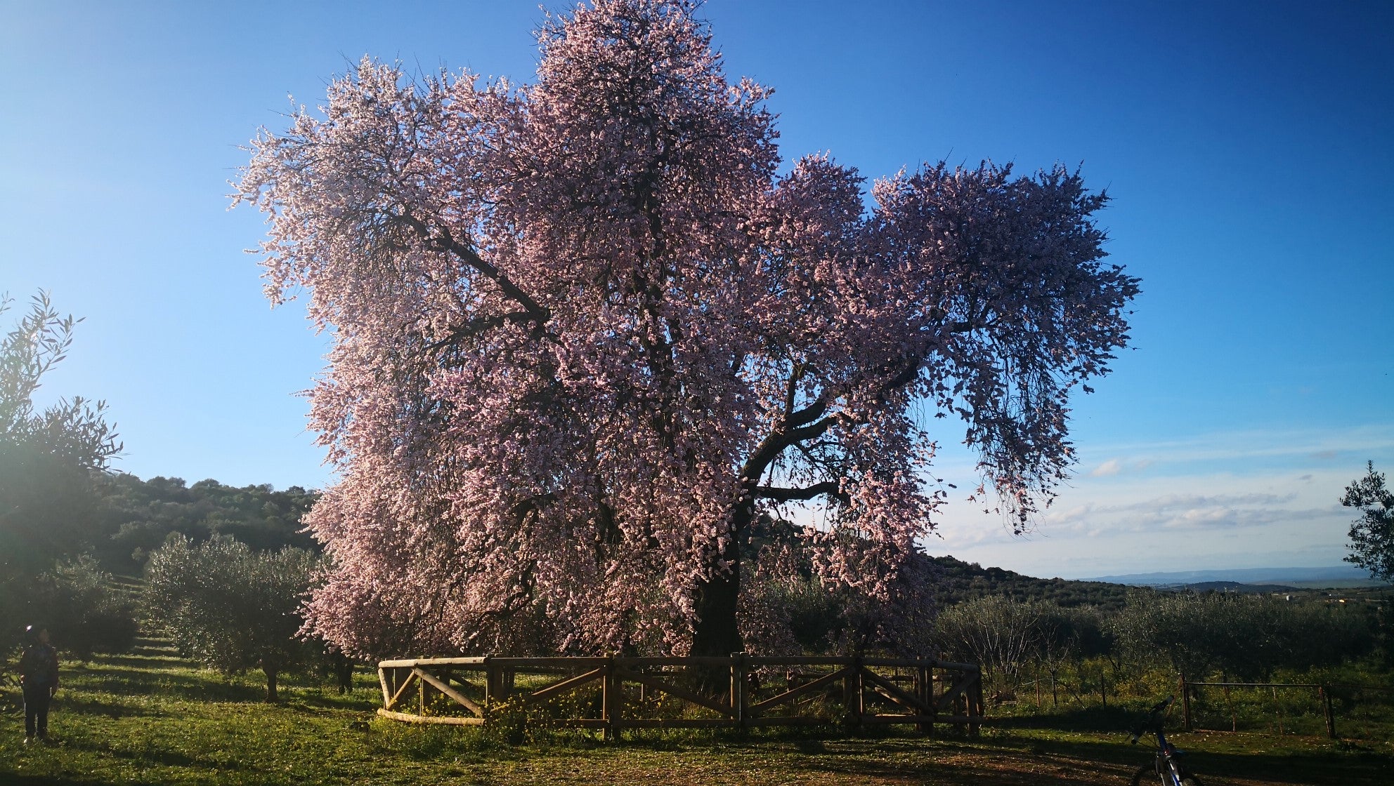 Floración del Almendro Real