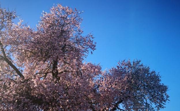 Este sábado se visita al Almendro Real