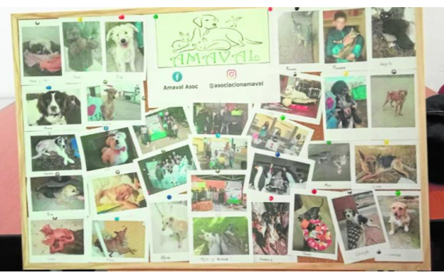 Atentar contra un animal es delito