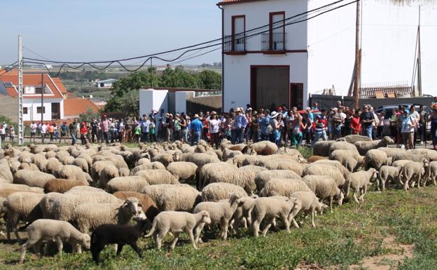 Imágenes de las actividades del domingo de la Trashumancia
