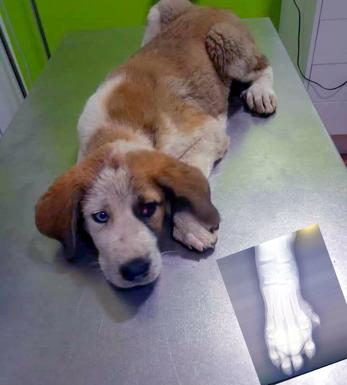 La asociación Amaval pide ayuda