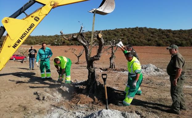 Los olivos de Villa Soledad en Badajoz, llegan al Rebellao