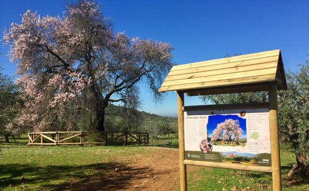 El Almendro Real ya cuenta con su señalética