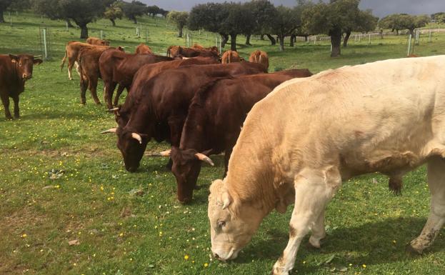 Se publican algunas medidas para la asistencia a los animales en los campos