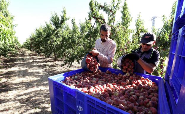 El Gobierno permite cobrar el paro a la vez que trabajar en el campo