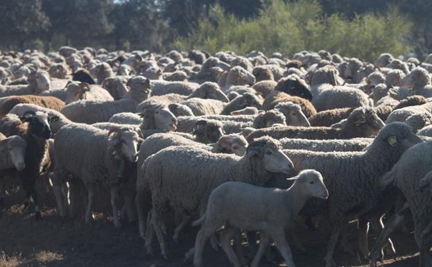 Los ganaderos de ovino y caprino tendrán ayudas directas