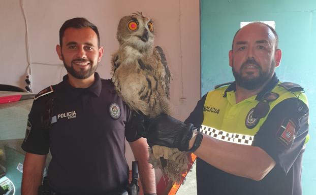 Un búho real por Valverde de Leganés