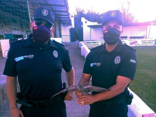 La Policía Local rescata dos cernícalos en el campo de fútbol