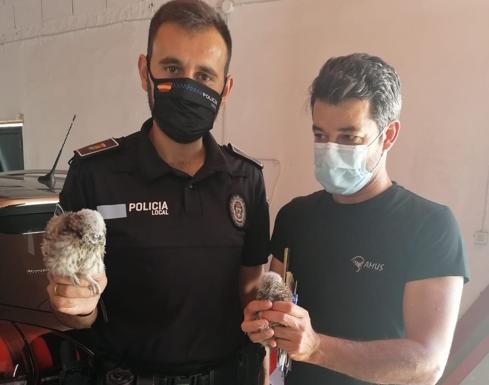 Ahora han sido dos polluelos de mochuelos