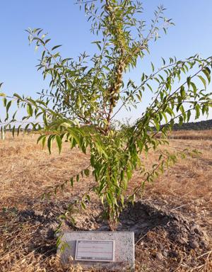 La Fundación Dolores Bas de Arus continúa reforestando El Rebellao