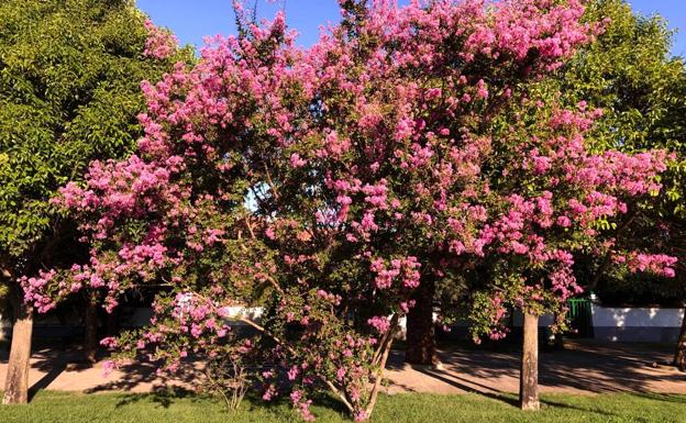 ¿Conocéis el Árbol de Júpiter?