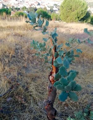 Daños en el espacio natural que varios vecinos estaban creando en el Cerro de Los Mártires