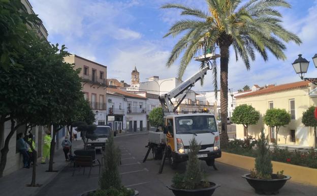 Se lleva a cabo la puesta a punto de las palmeras del municipio