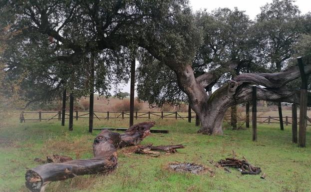 Cortan ramaje de la Encina Madre para hacer lumbre