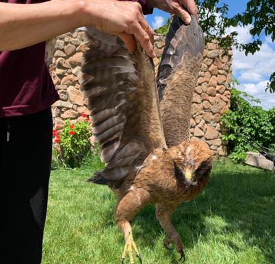 Una familia valverdeña rescata un águila malherida y la entrega a AMUS