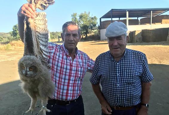 Rescatada una cría de búho real en la granja de Valtrejo