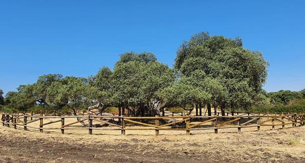 Se repara el vallado de la Encina Madre