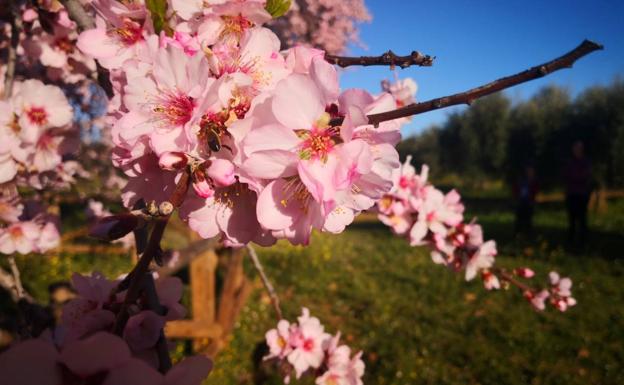 Esta semana hay dos rutas para visitar el Almendro Real