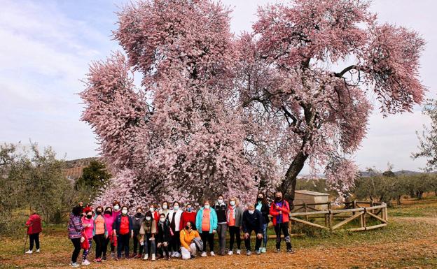 Celebrada la primera ruta al Almendro Real