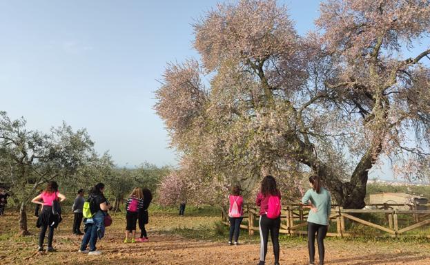 La floración del Almendro Real ha llegado a su final