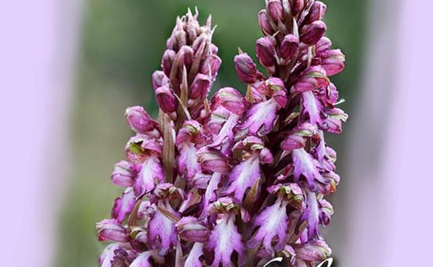Este sábado se celebra la ruta de la floración de las orquídeas silvestres