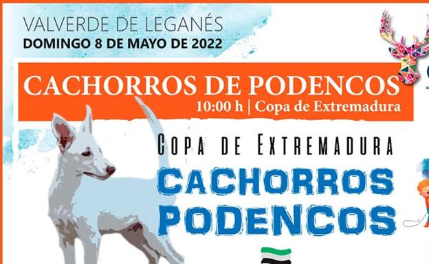 La II Copa de Extremadura de Cachorros de Podencos se celebrará durante el Día del Cazador