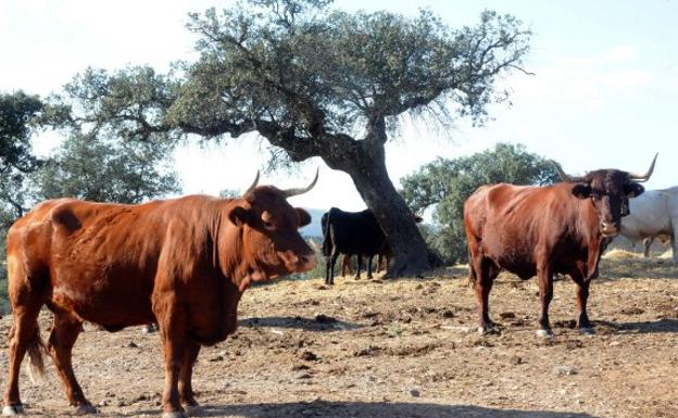 Este domingo habrá ganado suelto en una de las zonas de San Isidro, mucha precaución