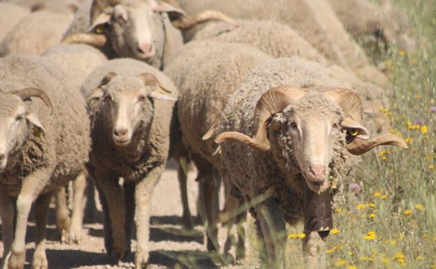 Programa de actividades para este viernes en 'Vive la Trashumancia' y la 'Feria del Queso Artesano'