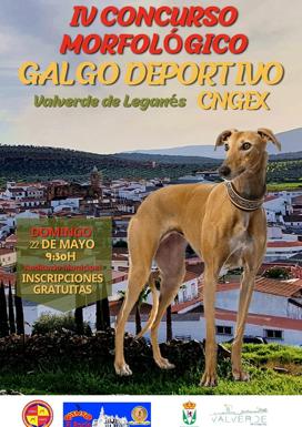 Este domingo se celebra el IV Concurso Morfológico del Galgo Deportivo