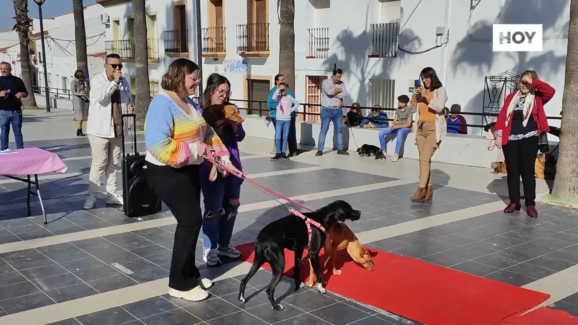 Amaval celebra la tercera edición del Desfile Canino