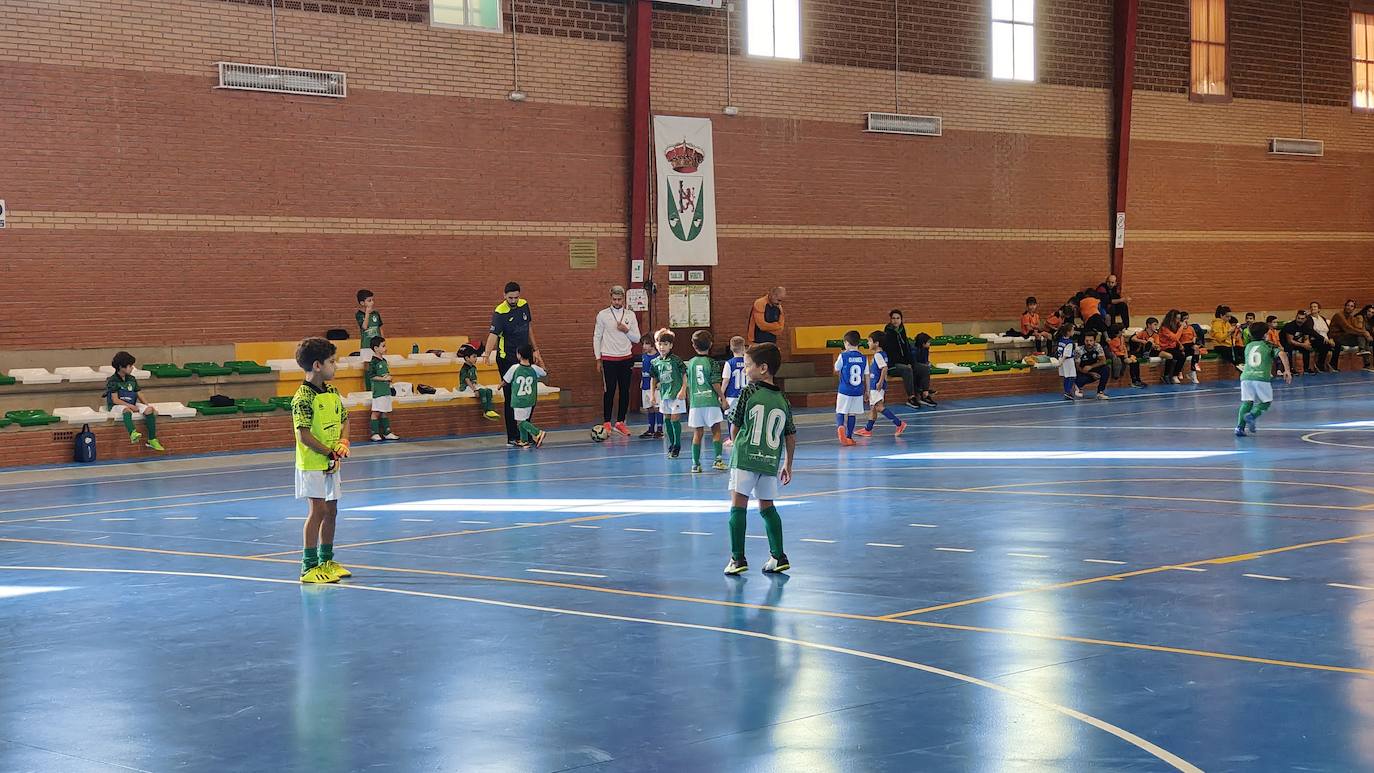 Concentración Prebenjamín