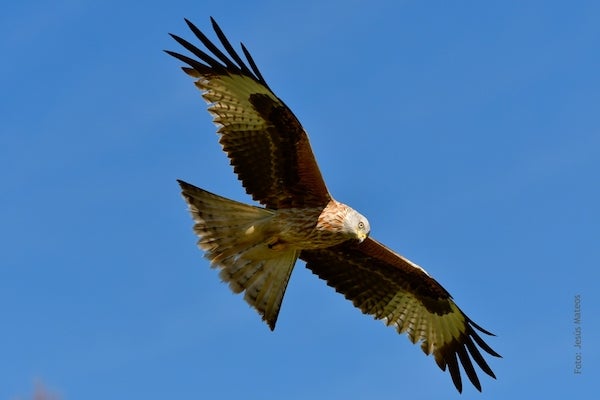 Prsentación del proyecto 'Acciones para la conservación del milano real en el SO de España'