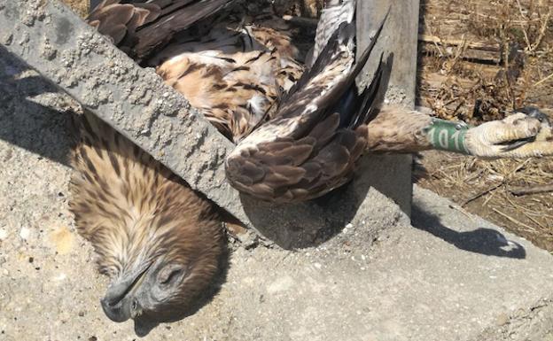 Diferentes sectores sociales proponen soluciones para evitar las electrocuciones de aves