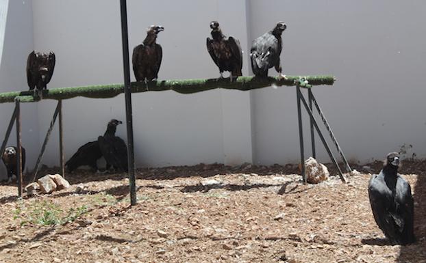 Un modelo de conservación más social: el buitre negro en el sur de Extremadura