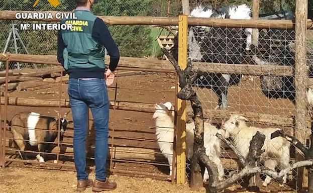La Guardia Civil desenmascara en Villafranca de los Barros un zoológico clandestino que se proveía del comercio ilegal de animales