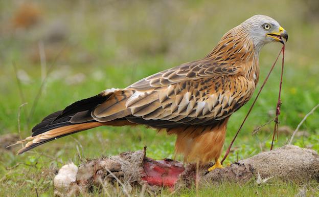 Un estudio que pretende profundizar en el conocimiento de las amenazas del milano real, una especie en peligro de extinción en Aragón