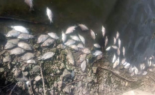 Denuncian la aparición de miles de peces muertos en la presa de Villalba de los Barros