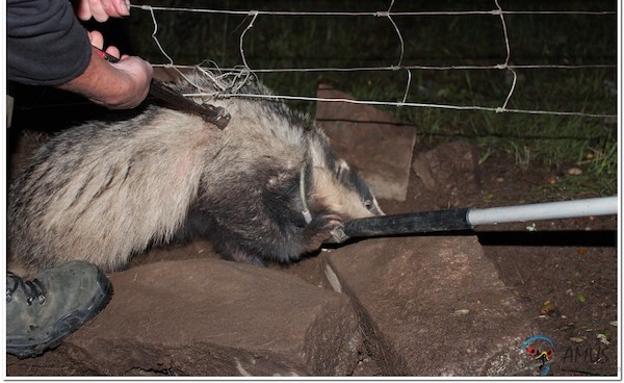 AMUS liberará en Alange varios ejemplares de animales de su Centro de Recuperación
