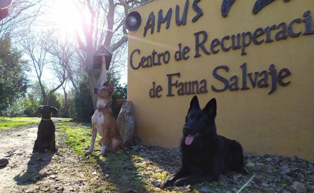 Amus utilizará perros para rastrear aves afectadas por tendidos eléctricos