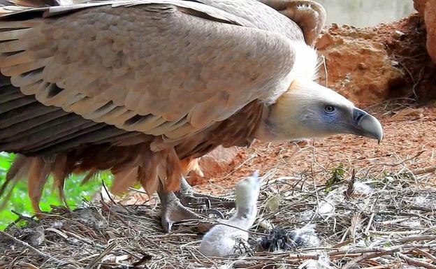 La naturaleza no entiende de crisis