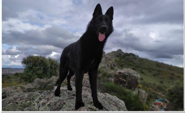 El proyecto UCRA: perros adiestrados para rastrear y rescatar aves electrocutadas