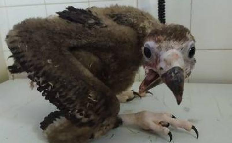 «La trepidante historia de un pollo de buitre negro»